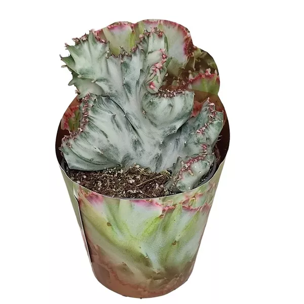Kaktus White Ghost (Euphorbia lactea crestata) w doniczce ø 6,5 cm