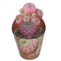 Kaktus (Sulcorebutia rauschii violacidermis) w doniczce ø 6,5 cm