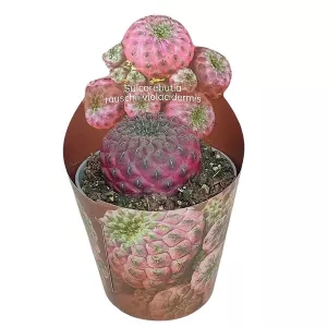 Kaktus (Sulcorebutia rauschii violacidermis) w doniczce ø 6,5 cm