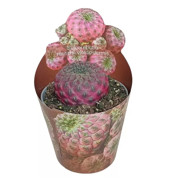 Kaktus (Sulcorebutia rauschii violacidermis) w doniczce ø 6,5 cm