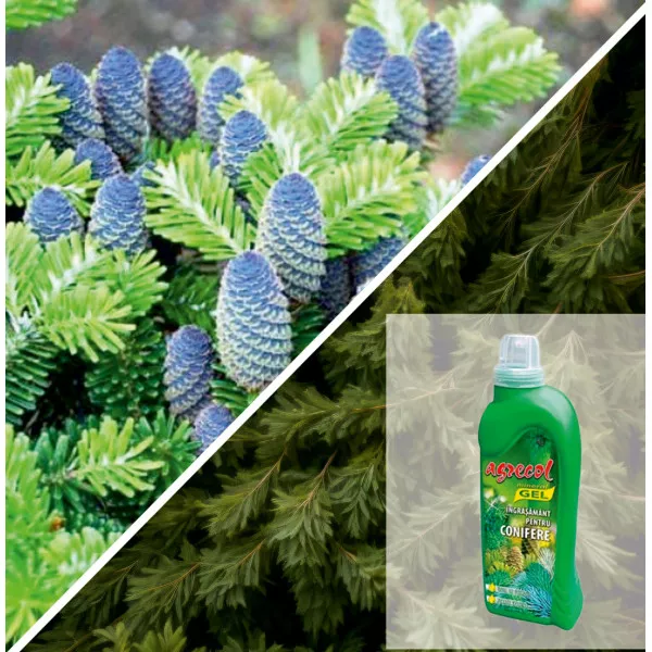 Pakiet nawozu Korean Pine & Gel
