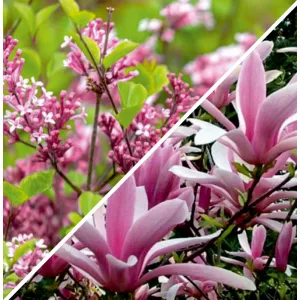 Elegancki pakiet ogrodowy: Lilak i magnolia
