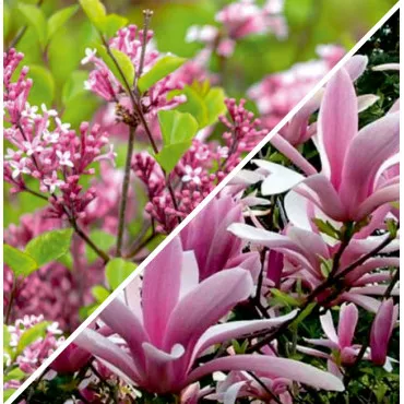 Elegancki pakiet ogrodowy: Lilak i magnolia
