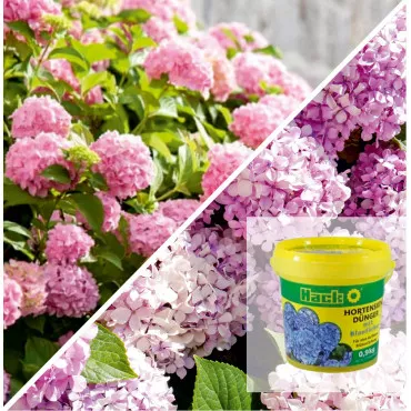 Pakiet Maximum Bloom: Bukiet Róż Hortensja i Specjalny Nawóz