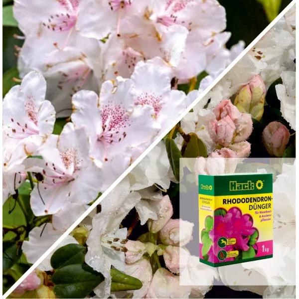 Pakiet Deluxe Rhododendron: Cream Crest i specjalny nawóz