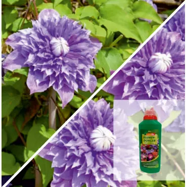 Clematis Multi Blue + nawóz