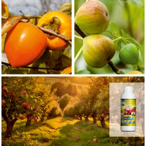 Pakiet egzotycznych drzew owocowych: Kaki i figi z organicznym nawozem