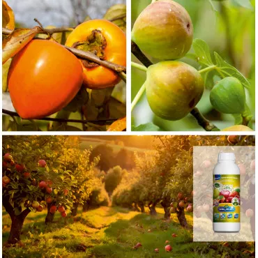 Pakiet egzotycznych drzew owocowych: Kaki i figi z organicznym nawozem