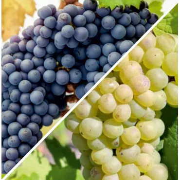 Pakiet Duo Pinot: Noir i Blanc