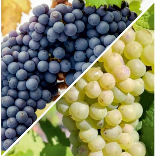 Pakiet Duo Pinot: Noir i Blanc