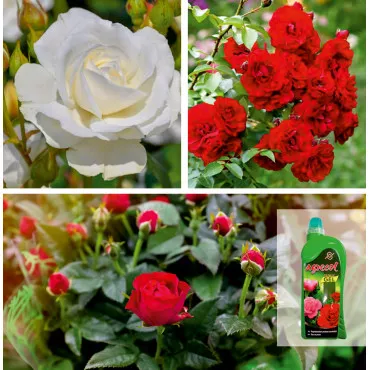 Pakiet Harmony: Róże Floribunda i nawóz żelowy