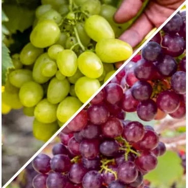Pakiet Terrace Grape: Arkadia i Lidia