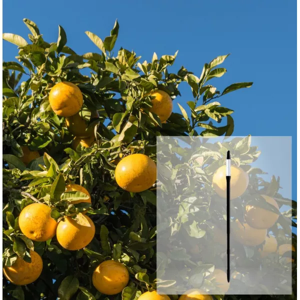 Pakiet Grapefruit + wskaźnik wilgotności AquaStick SUStee, rozmiar L, czarny