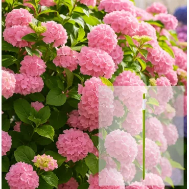 Pakiet Hortensja ogrodowa Bouquet Rose + wskaźnik wilgotności AquaStick SUStee, rozmiar L, zielony