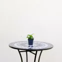 Hortensja ogrodowa Mariesii Perfecta
