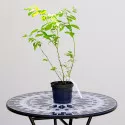 Borówka Bluegold