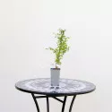 Berberys japoński Helmond Pillar