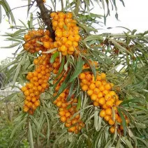 Samopłodny rokitnik zwyczajny Friesdorfer Orange