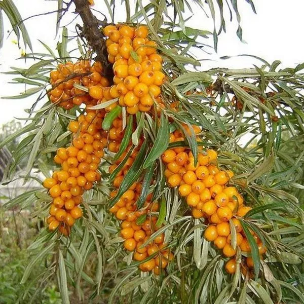 Samopłodny rokitnik zwyczajny Friesdorfer Orange