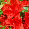 Rododendron Doloroso
