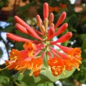 Wiciokrzew Dropmore Scarlet