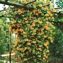 Wiciokrzew Dropmore Scarlet