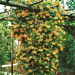 Wiciokrzew Dropmore Scarlet