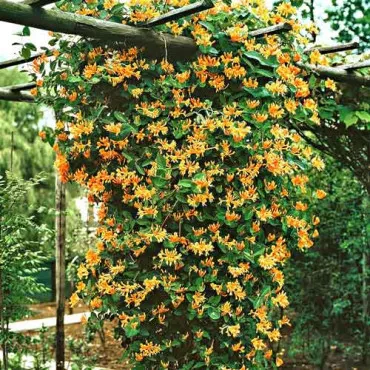 Wiciokrzew Dropmore Scarlet