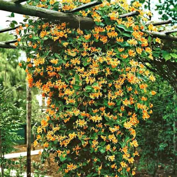 Wiciokrzew Dropmore Scarlet