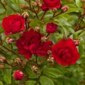 Róża płożąca Red The Fairy w doniczce 3L