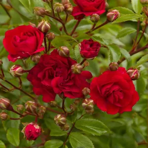 Róża płożąca Red The Fairy w doniczce 3L