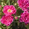Róża miniaturowa Graciously Pink ® w doniczce 3L