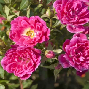 Róża miniaturowa Graciously Pink ® w doniczce 3L