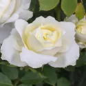 Róża floribunda Kronprinsesse Mary ® w doniczce 3L