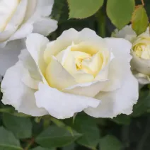 Róża floribunda Kronprinsesse Mary ® w doniczce 3L