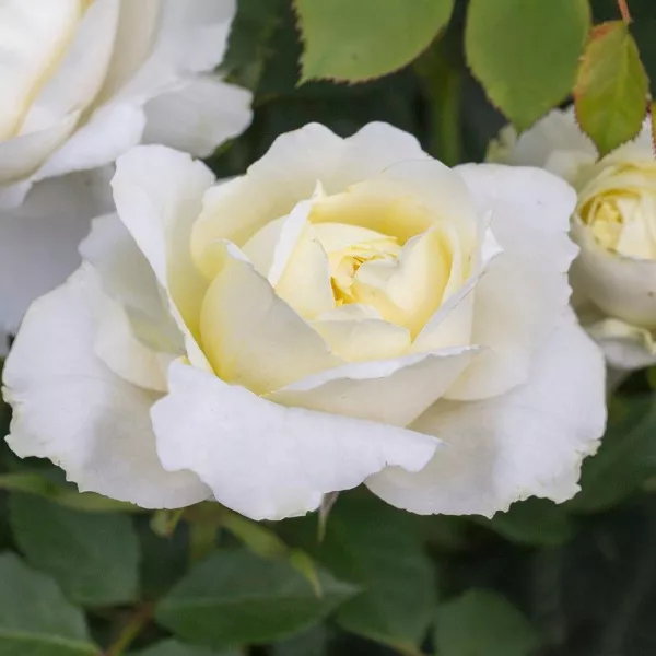 Róża floribunda Kronprinsesse Mary ® w doniczce 3L
