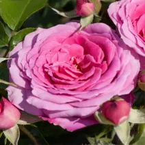 Róża floribunda Berleburg ® w doniczce 3L