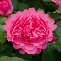 Róża floribunda Leonardo da Vinci ® w doniczce 3L