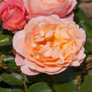 Róża floribunda Marie Curie ® w doniczce 3L
