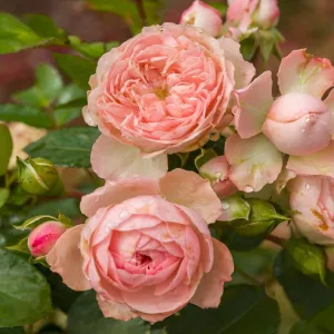 Róża floribunda Pink Meilove ® w doniczce 3L