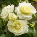 Róża floribunda White Meilove ® w doniczce 3L