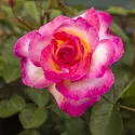 Róża wielkokwiatowa Gorgeous Paramount ® w doniczce 3L