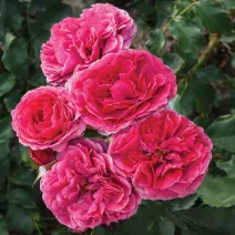 Róża floribunda Dolce ® w doniczce 3L