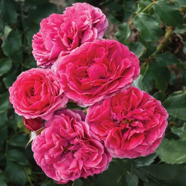 Róża floribunda Dolce ® w doniczce 3L