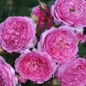 Róża floribunda Renée van Wegberg ® w doniczce 3L