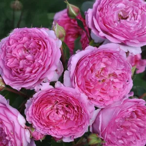 Róża floribunda Renée van Wegberg ® w doniczce 3L