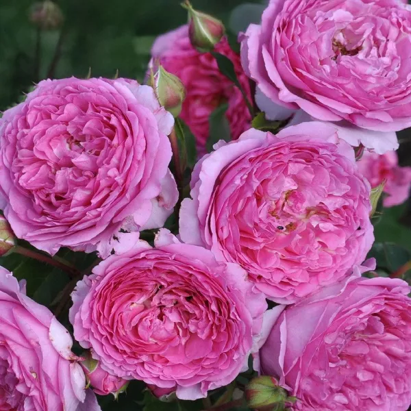 Róża floribunda Renée van Wegberg ® w doniczce 3L