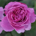 Róża floribunda Adore Aroma ® w doniczce 3L