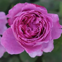 Róża floribunda Adore Aroma ® w doniczce 3L