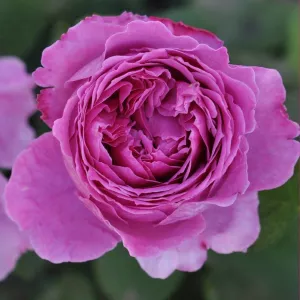 Róża floribunda Adore Aroma ® w doniczce 3L